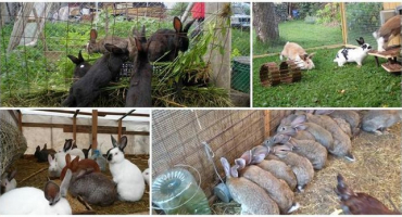 Jak chovat králíky a kolik zvířat lze chovat v jedné kleci